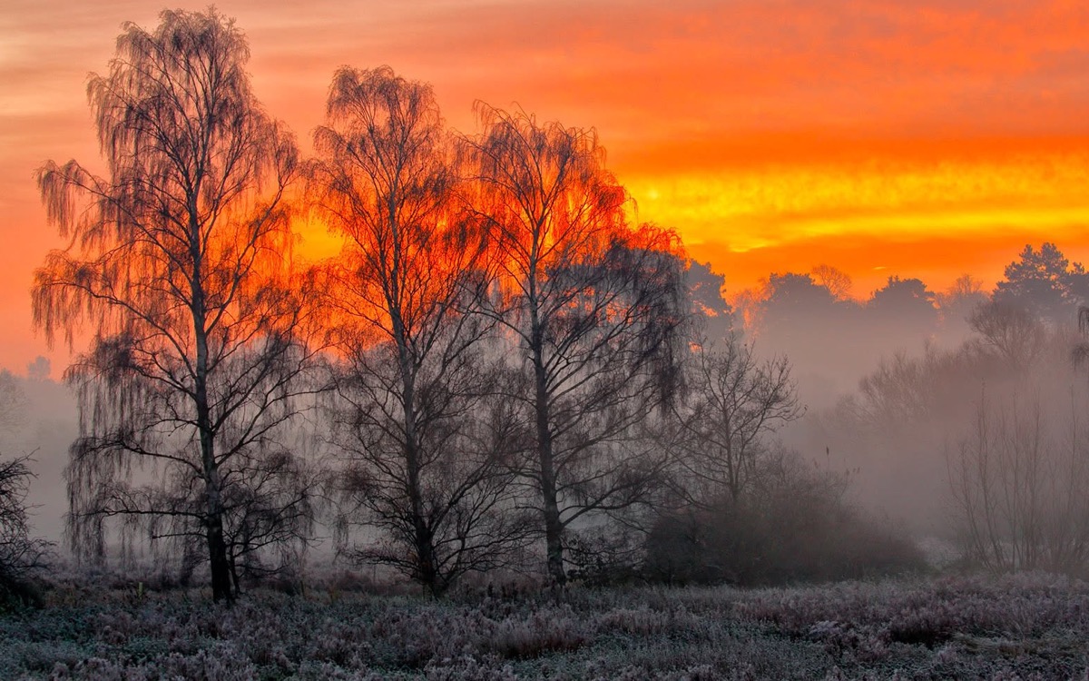 Silver birches on frosted ground at sunrise, mist rising behind them